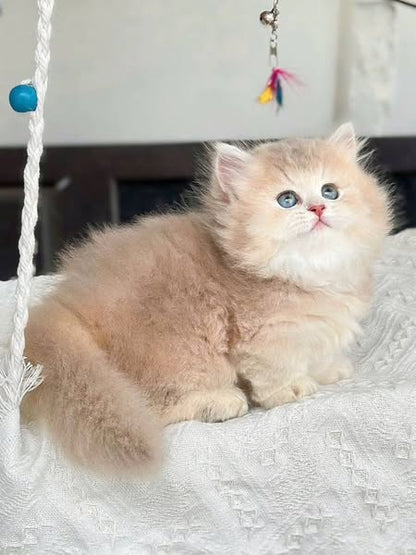 Munchkin Longhair
