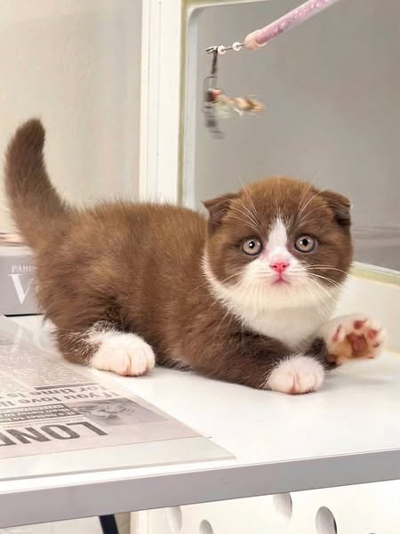 Scottish Fold