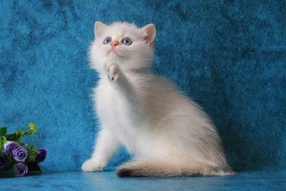 British Shorthair