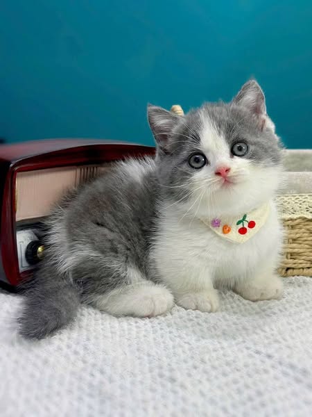Munchkin