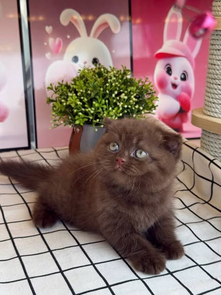 Scottish Fold