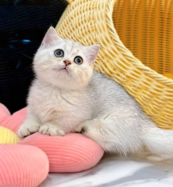 Munchkin
