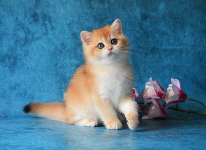 British Shorthair
