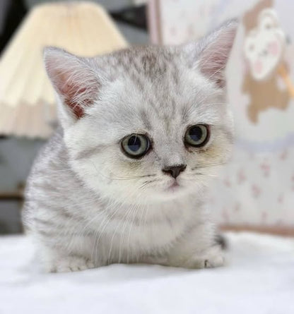 Munchkin