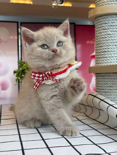 British Shorthair