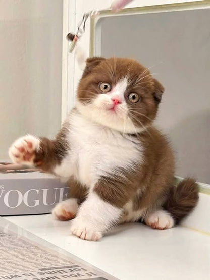 Scottish Fold