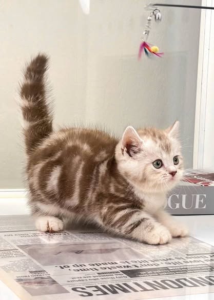British Shorthair