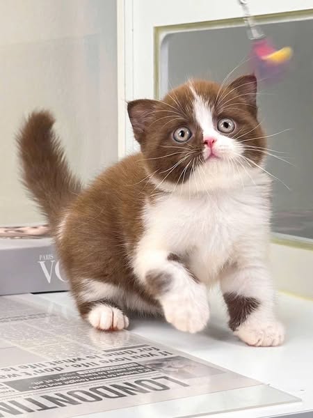 British Shorthair