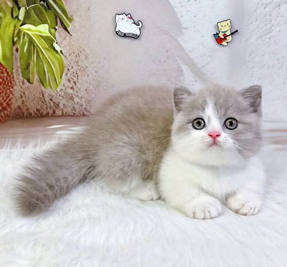 Munchkin