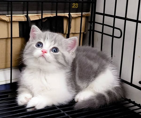 Munchkin