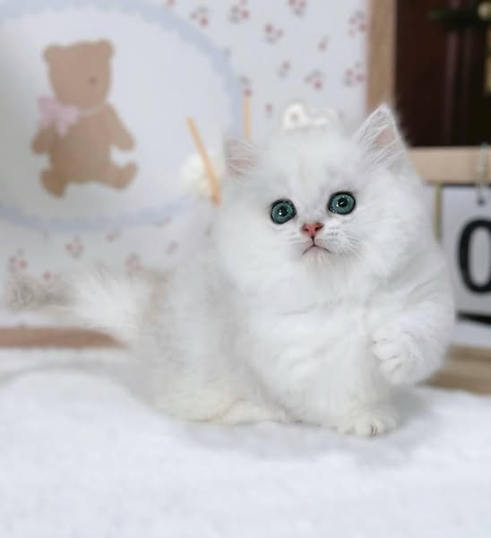 Munchkin Longhair
