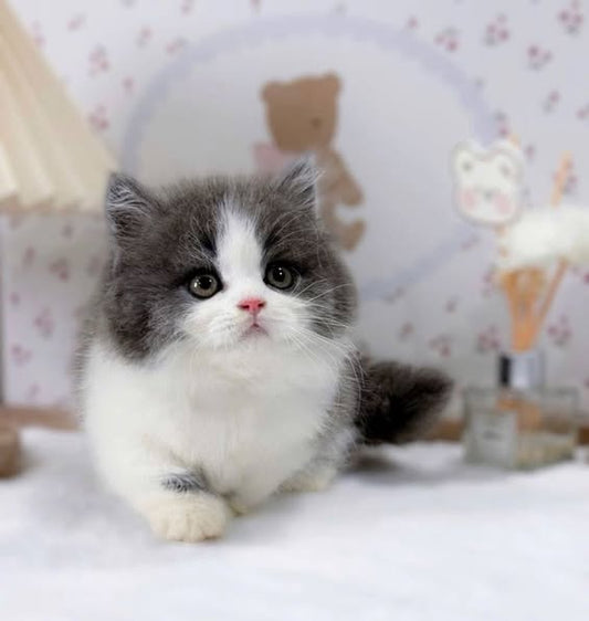 Munchkin