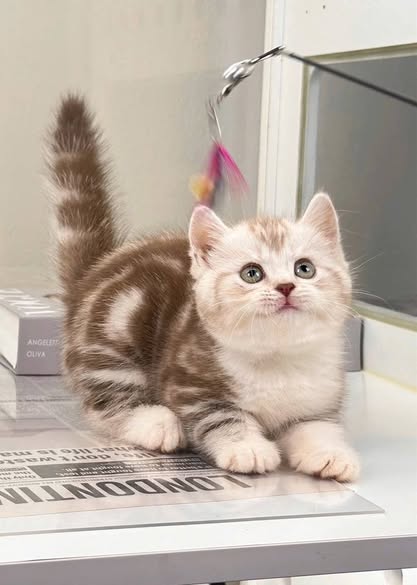 British Shorthair