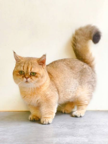 Munchkin