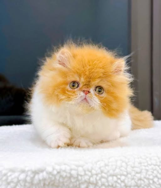Munchkin Longhair