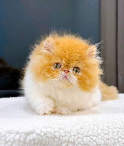 Munchkin Longhair