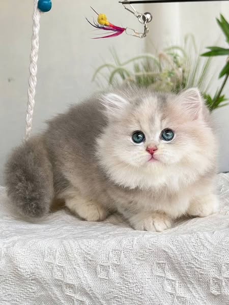 Munchkin Longhair