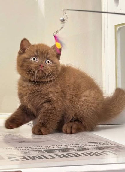 British Shorthair