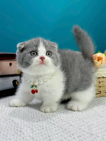 Munchkin Fold
