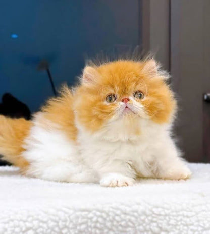 Munchkin Longhair