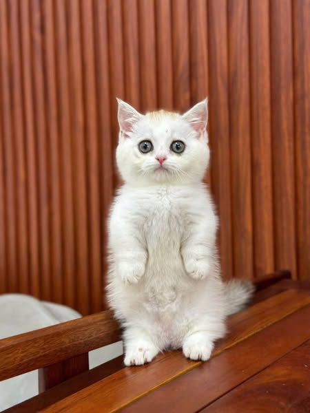 Munchkin