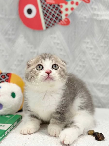 Munchkin Fold