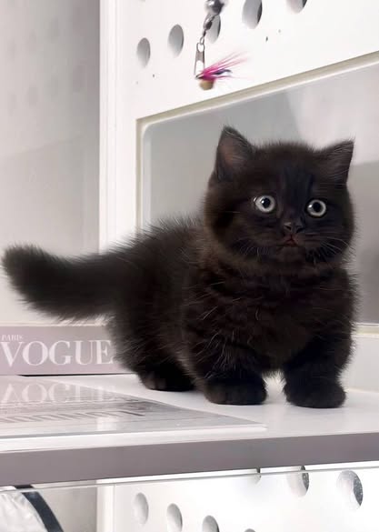 Munchkin