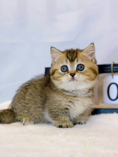 Munchkin
