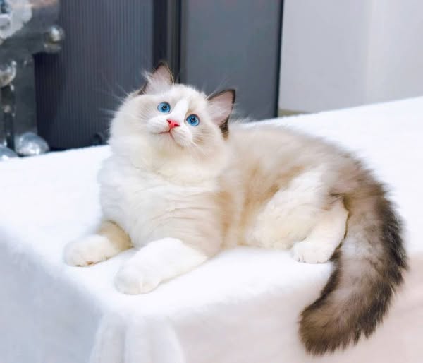 Ragdoll