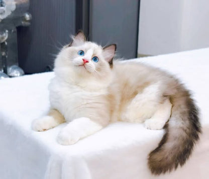 Ragdoll
