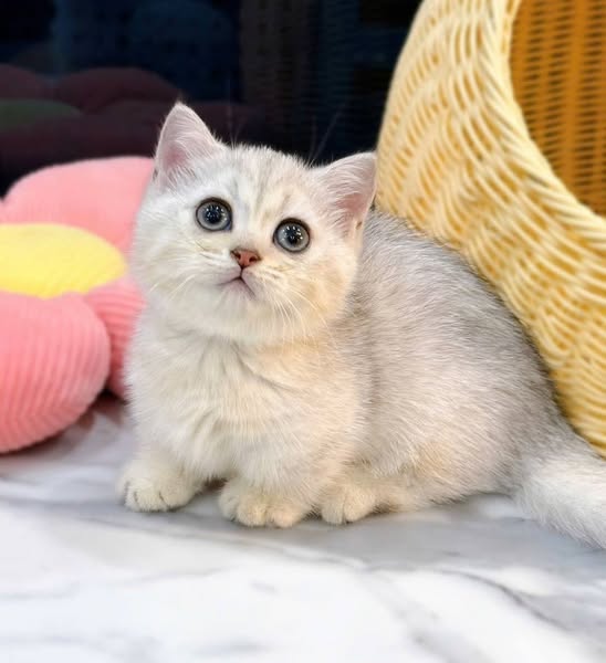 Munchkin
