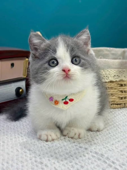 Munchkin