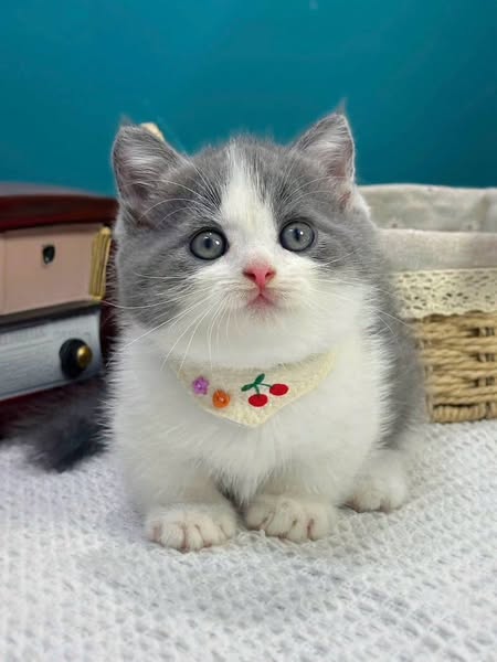 Munchkin