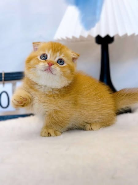 Munchkin Fold