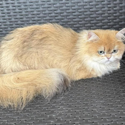 British Longhair