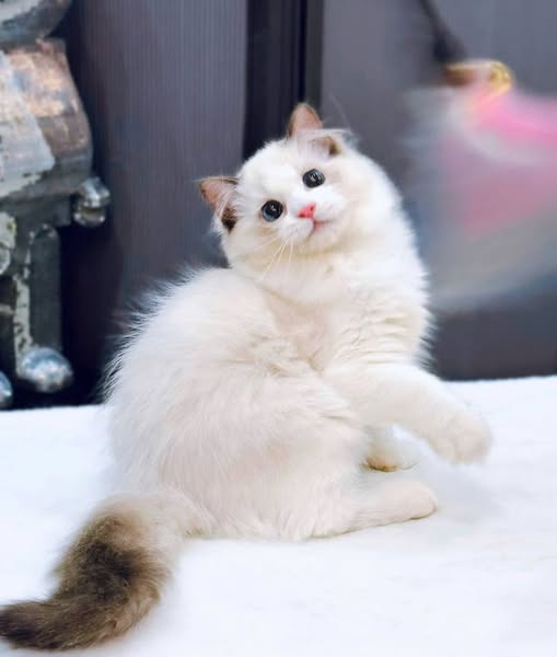 Ragdoll