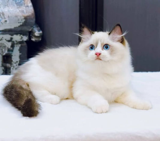 Ragdoll
