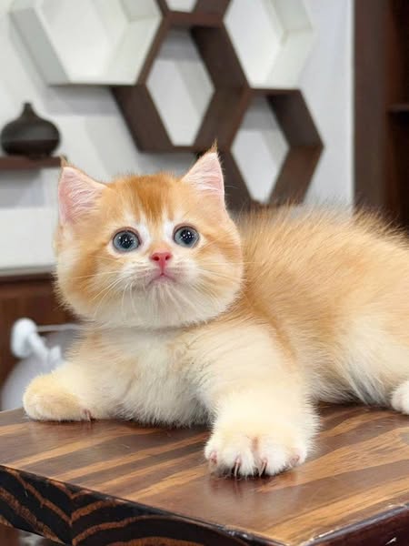 British Shorthair