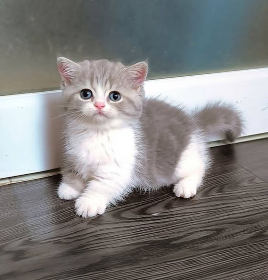 Munchkin