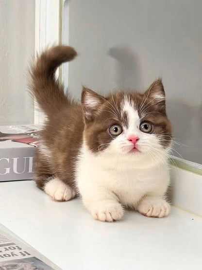 Munchkin