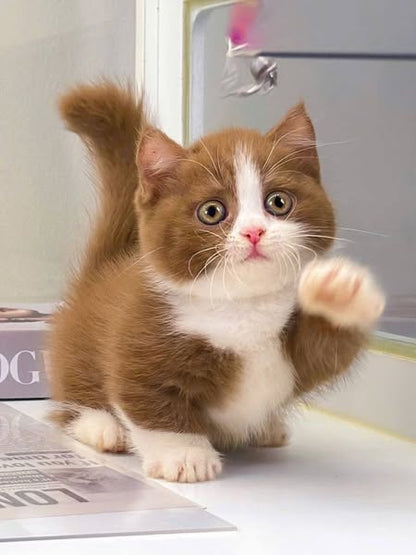 Munchkin