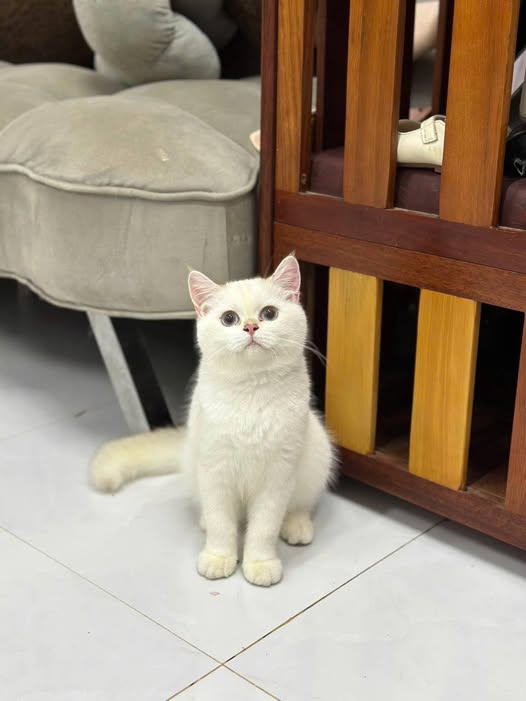 British Shorthair