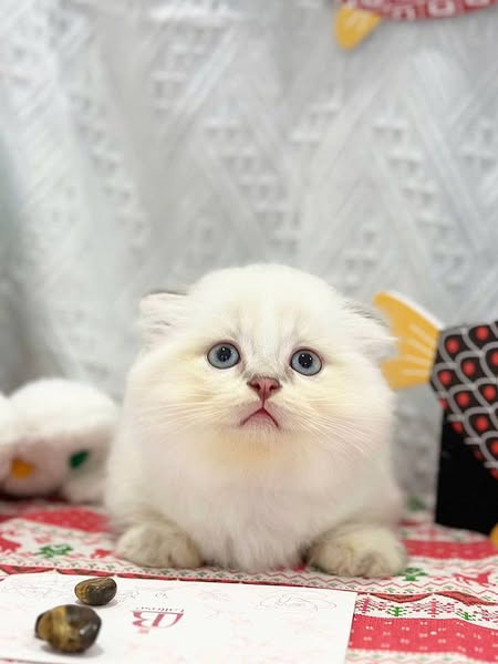 Munchkin Fold Longhair