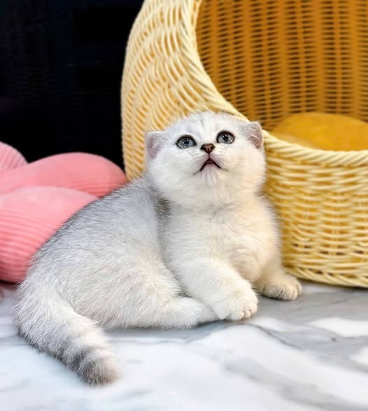 Munchkin Fold