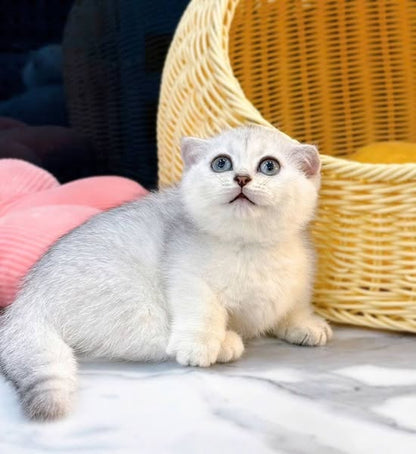 Munchkin Fold