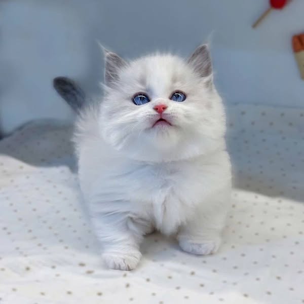 Munchkin Ragdoll