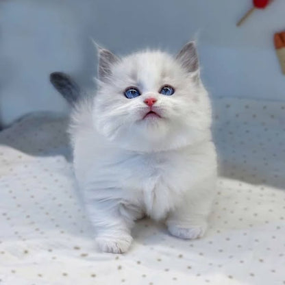 Munchkin Ragdoll