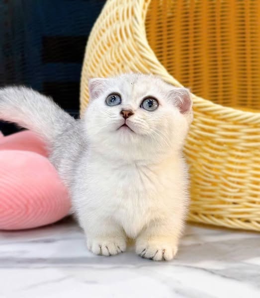 Munchkin Fold