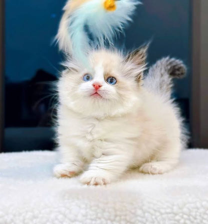 Munchkin Ragdoll