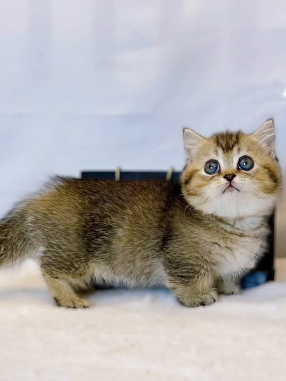 Munchkin